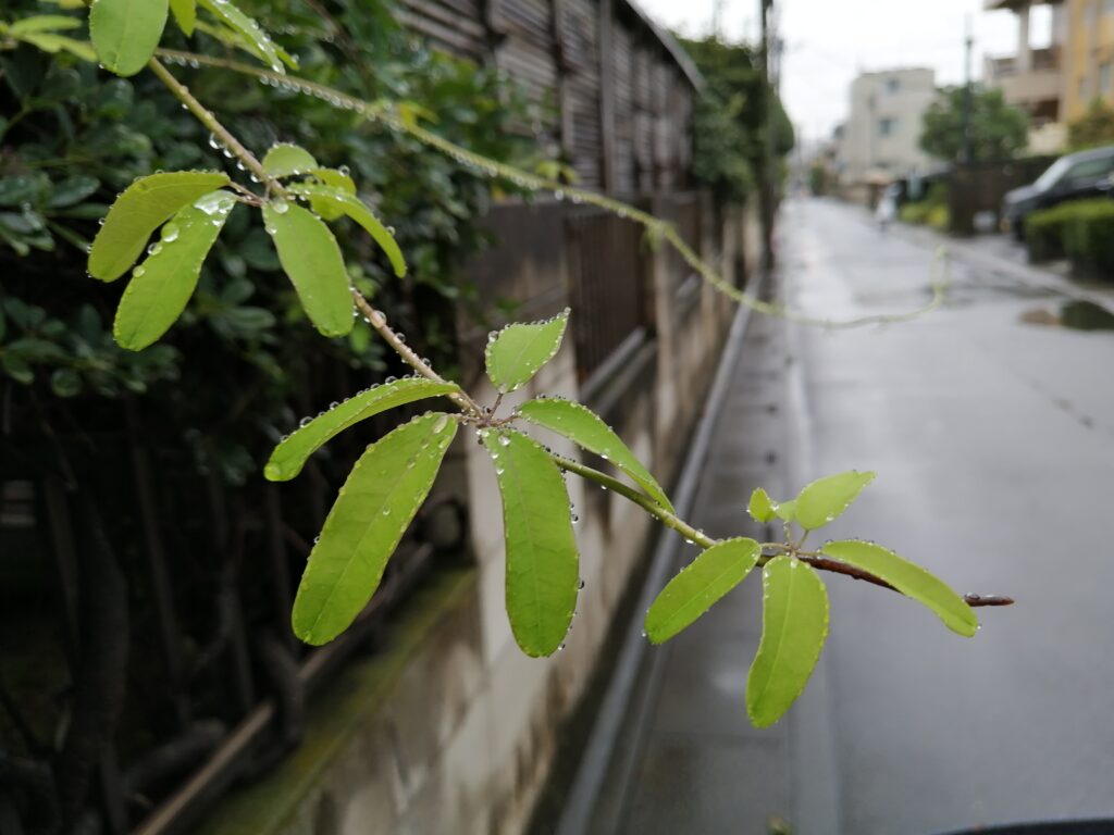 雨のお盆と